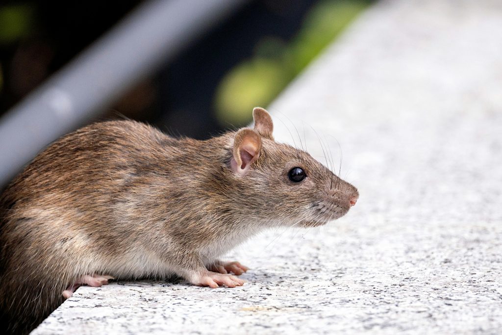 A detailed photo of a brown rat (Rattus norvegicus) on a concrete surface outdoors.
