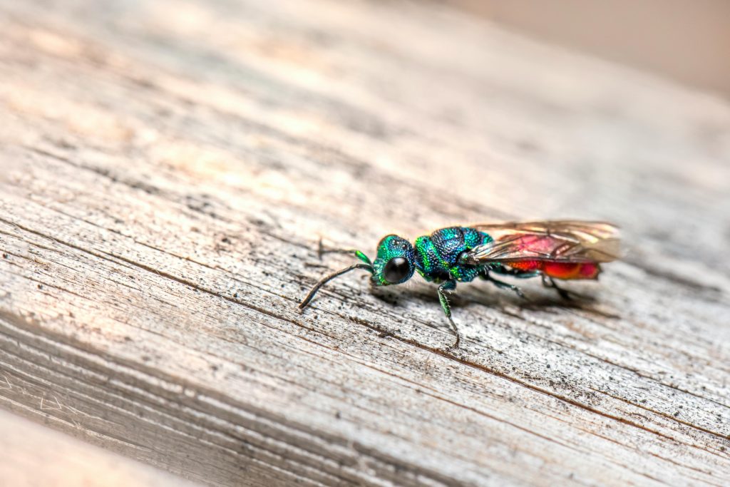 Macro photo of a vibrant Chrysis Ignita cuckoo wasp on wood, showcasing its iridescent colors.