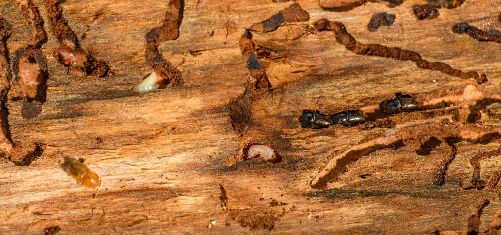 grand rapids termite control