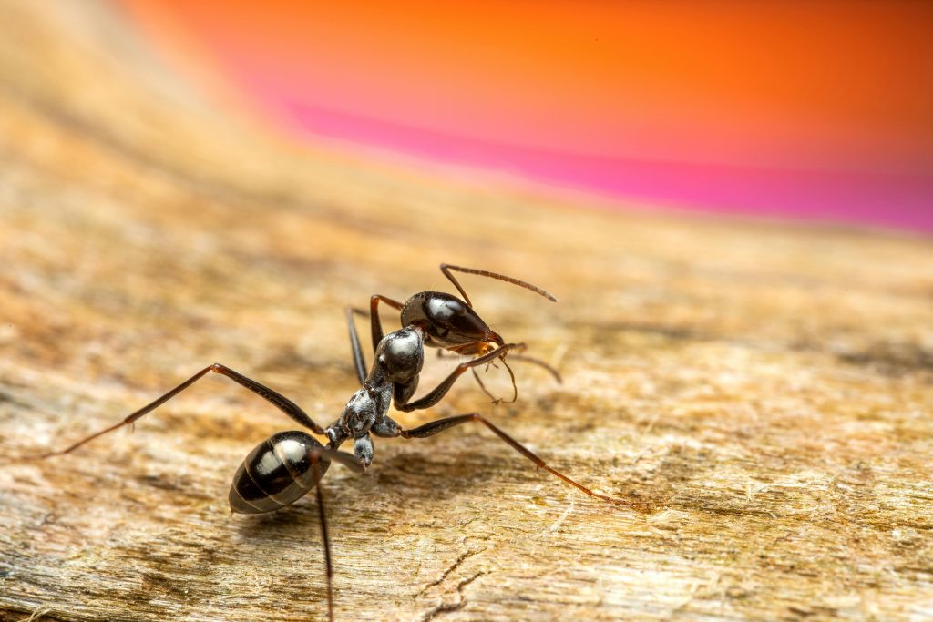 Detailed macro image of a black ant on a wooden surface, showcasing texture and vibrant background.